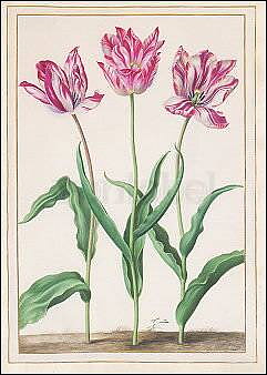 Johann Walter d. ä. : Three Tulips (1661) - vykort