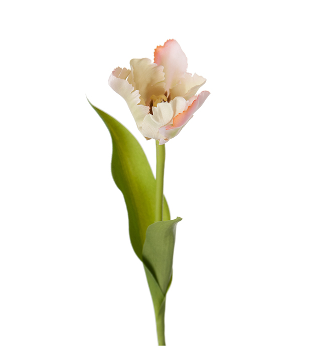 Tulpan / Vit med inslag av aprikos rosa