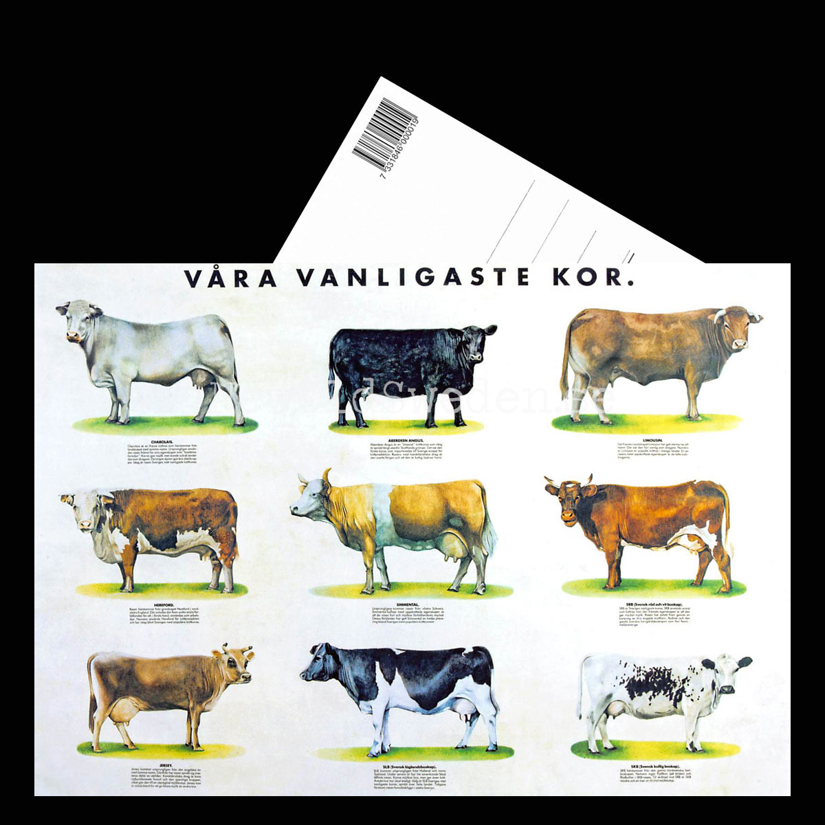 VÅRA VANLIGASTE KOR - Vykort A5 - 3