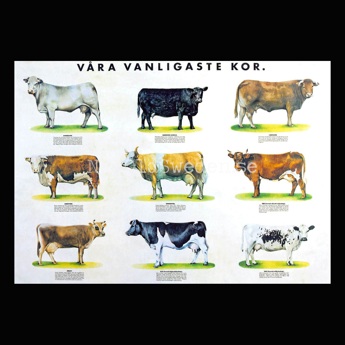VÅRA VANLIGASTE KOR - Vykort A5