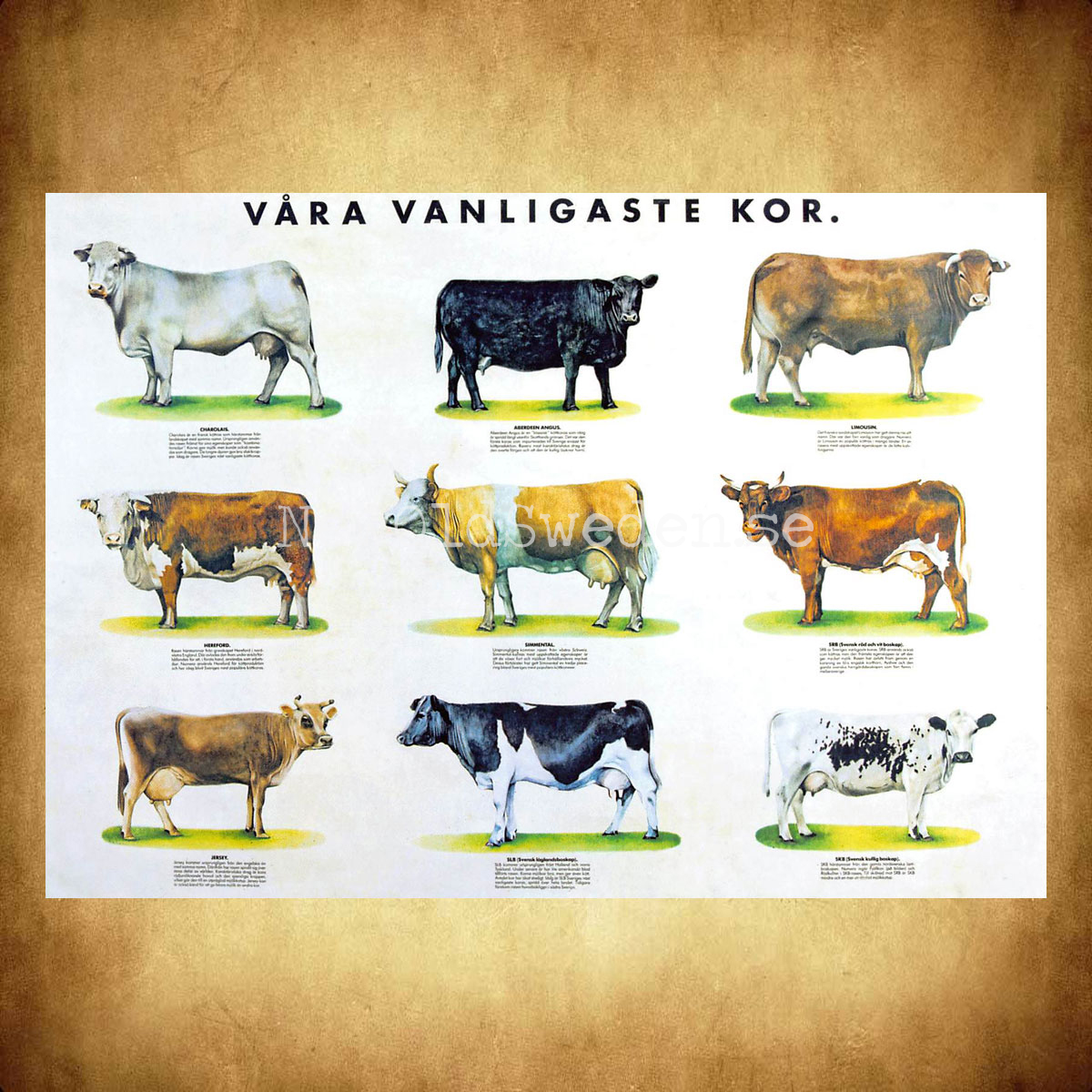 VÅRA VANLIGASTE KOR - Vykort A5 - 2
