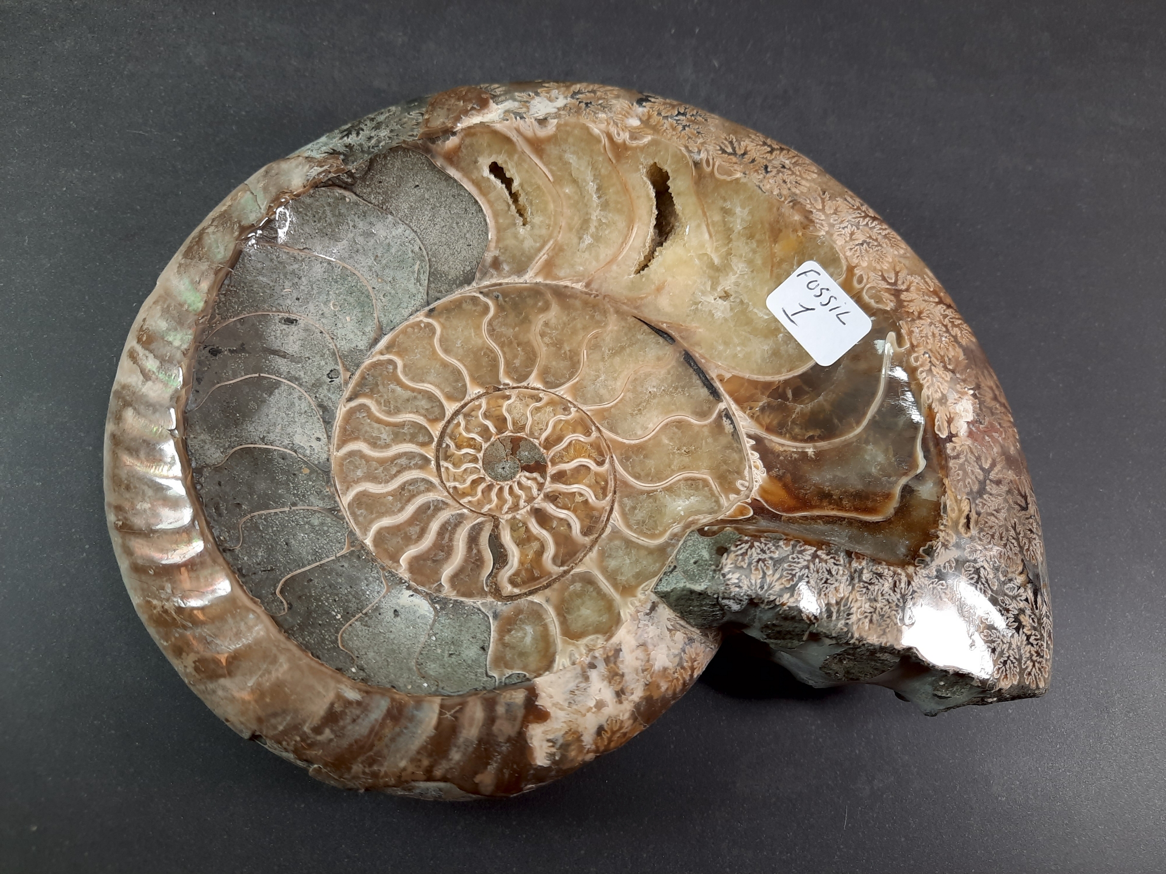 Ammonit Specimen - #1
