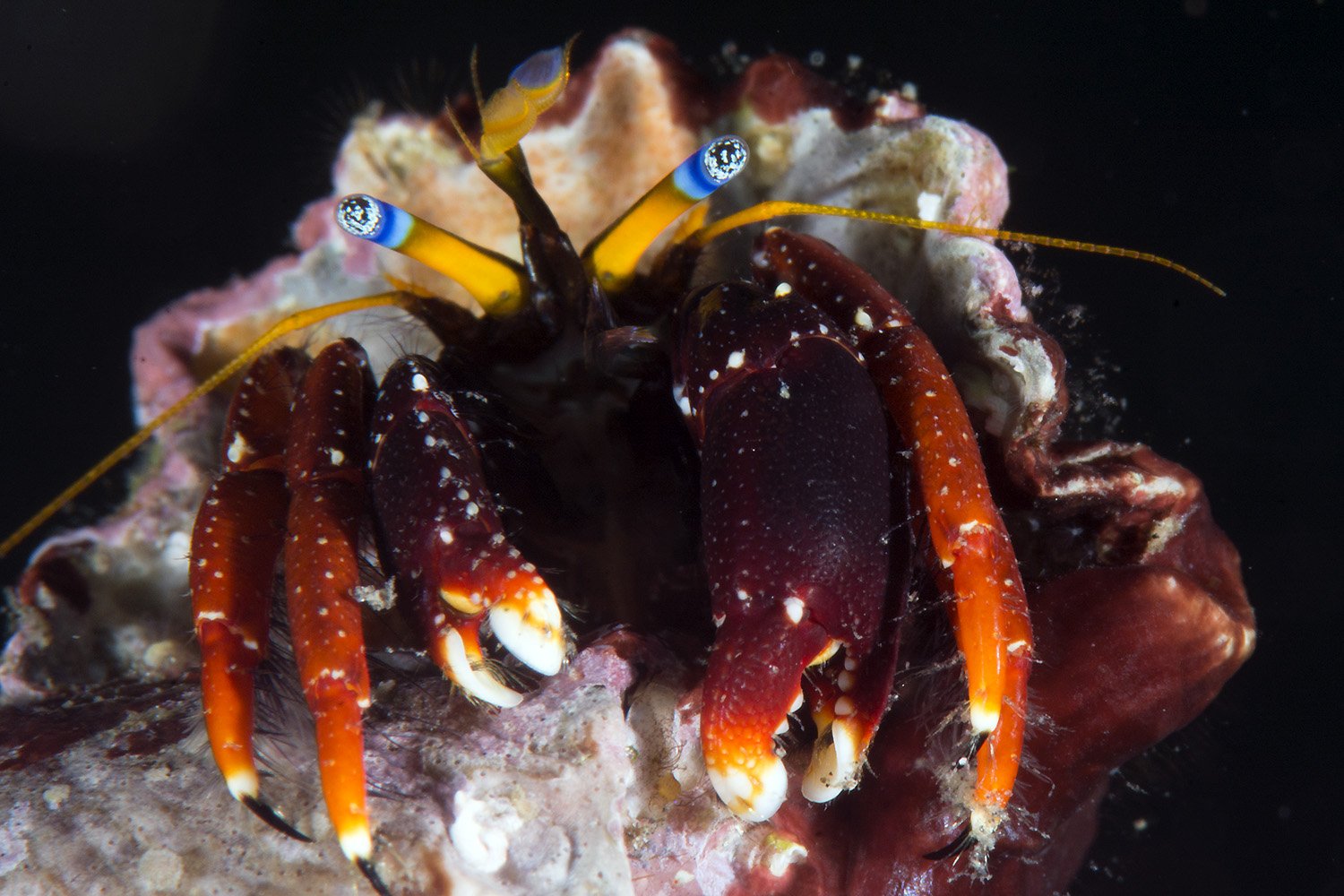 Calcinus gaimardii