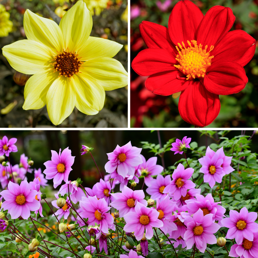 Dahlia - Unwins Dvärgmix