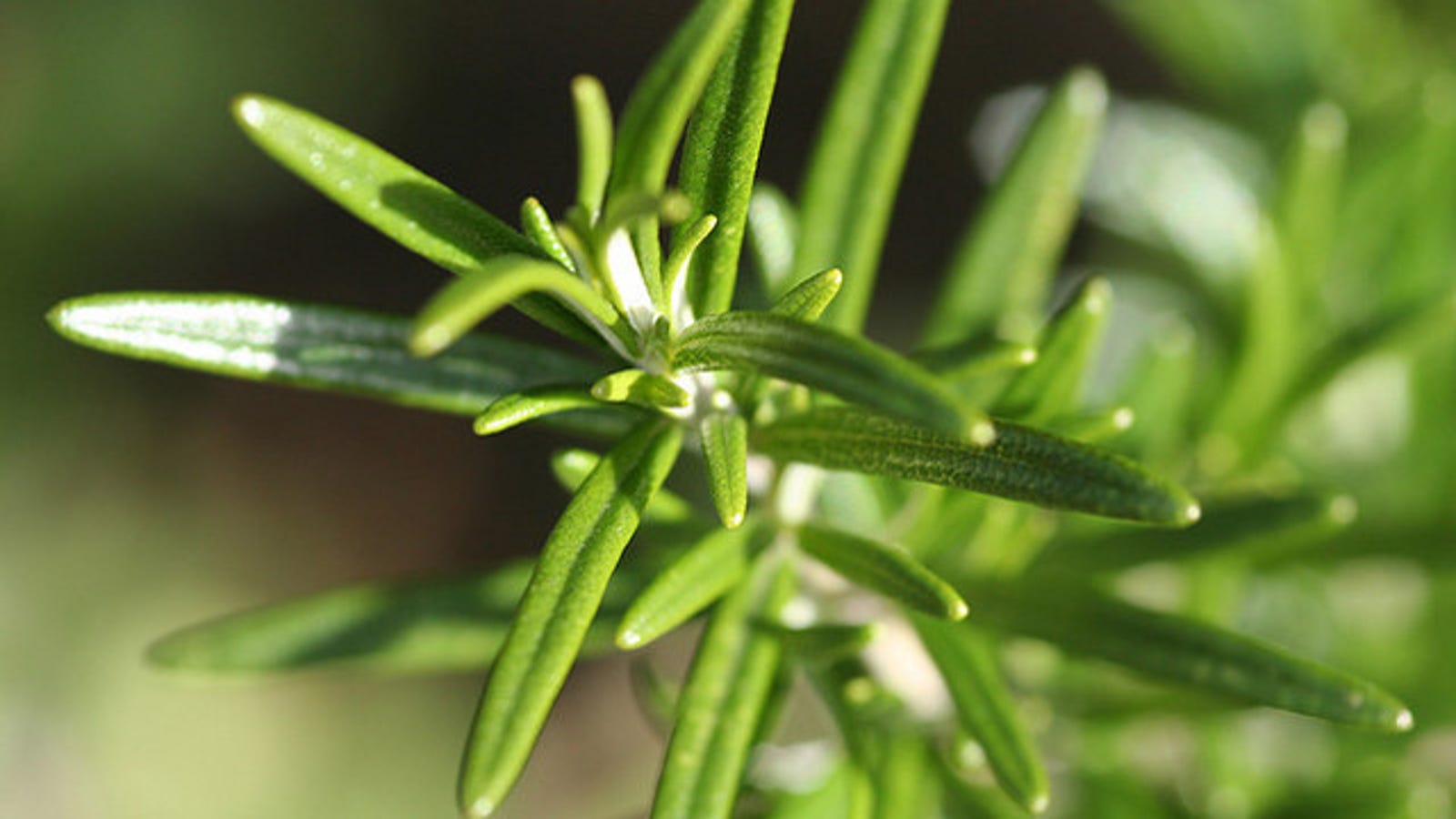Rosmarin "Rosita"
