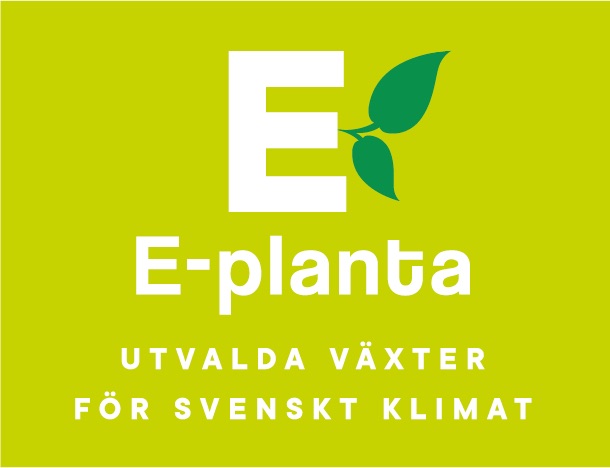 Buskkörsbär  P.cer Nordia* E   Rotäkta Cert   Busk C3,5 - 2
