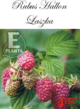 Trädgårdshallon Rubus LASZKA  (cert) A-kv C2