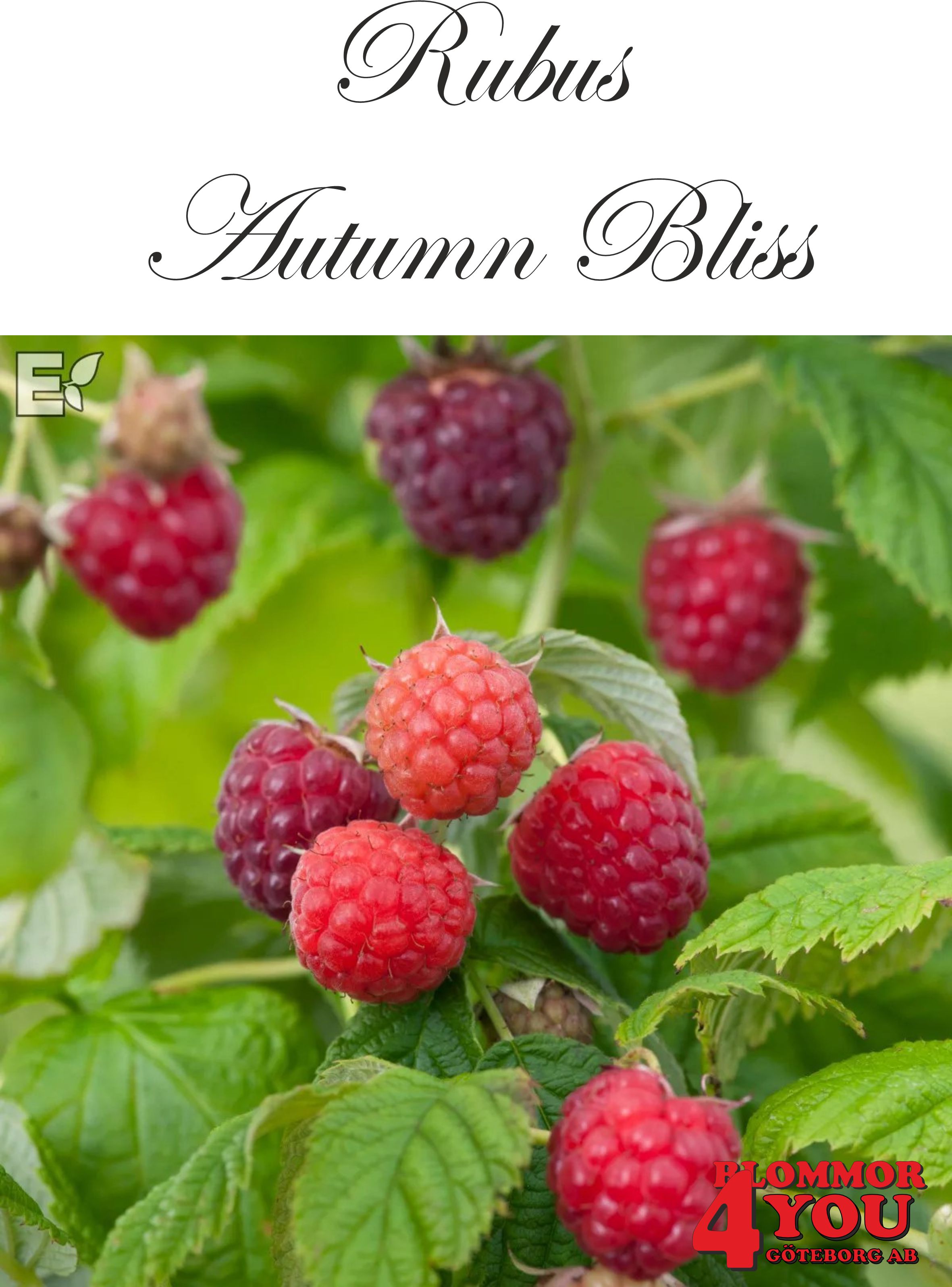 Trädgårdshallon Rubus AUTUMN BLISS  (EPS-cert) A-kv C3,5