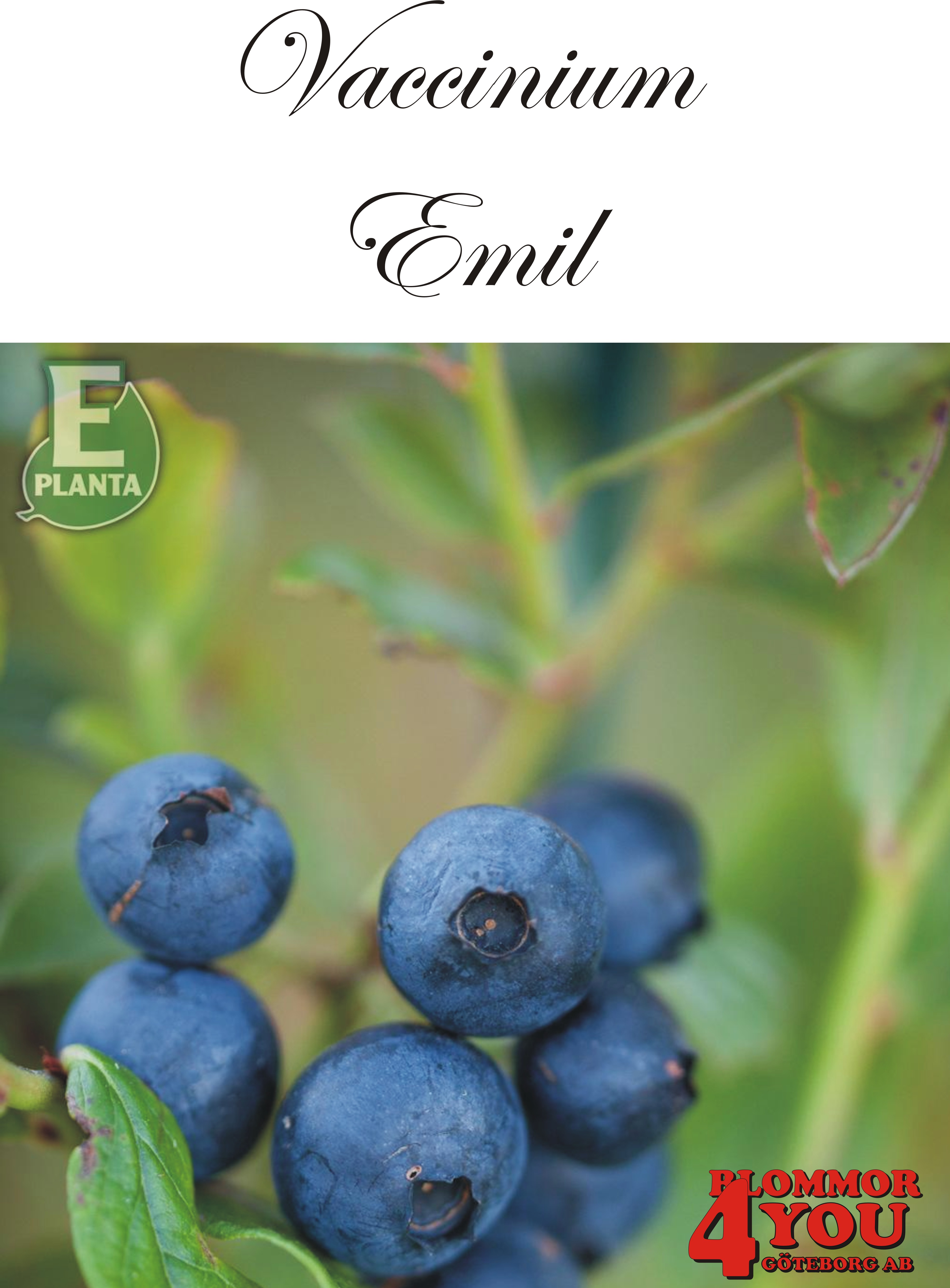 Amerikanskt blåbär   Vaccinium (Angustifolium) EMIL* E (cert)  Busk C2