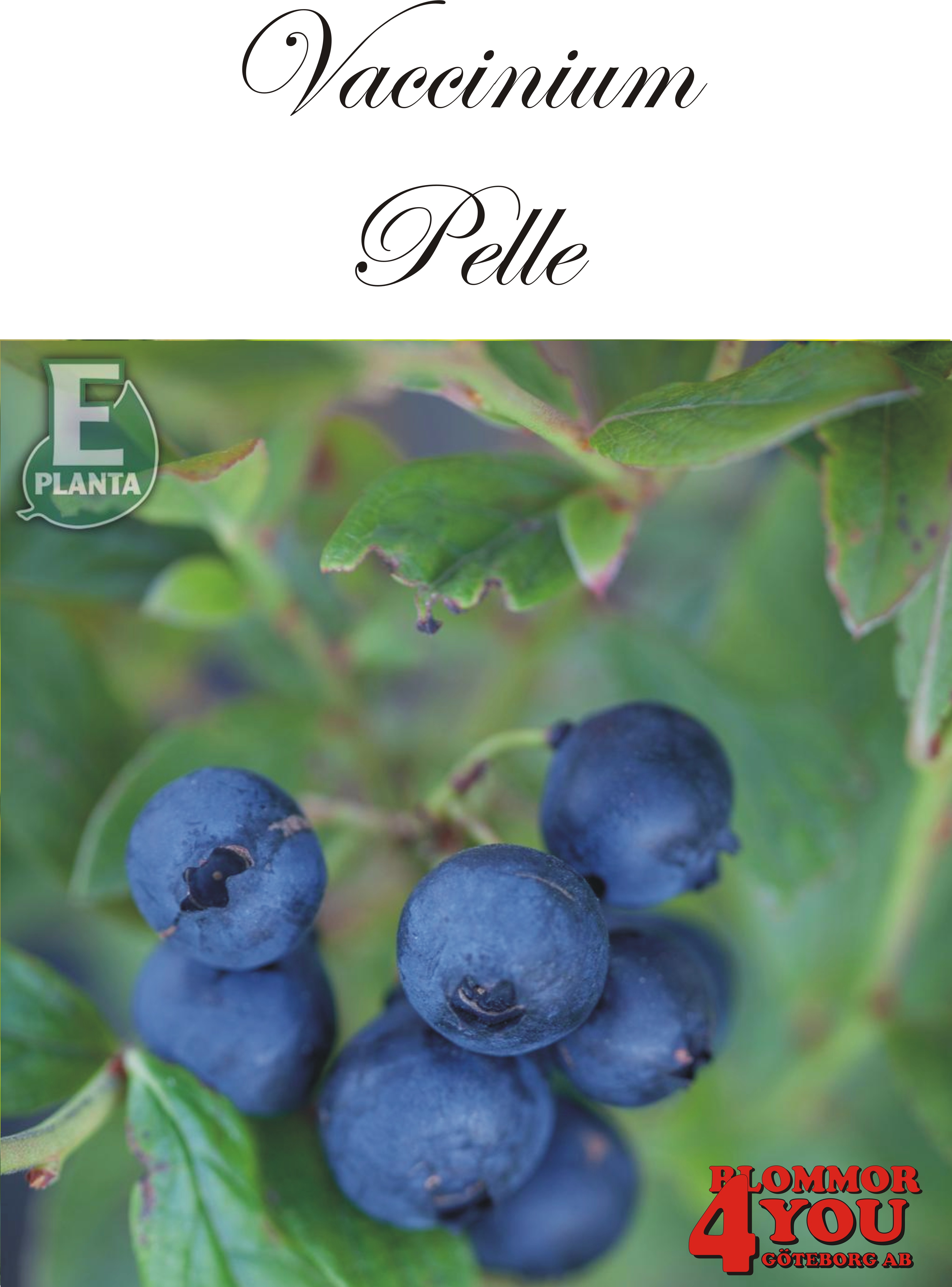 Amerikanskt blåbär  Vaccinium corym. PELLE® E (BVa 1046) (cert)   Busk C2