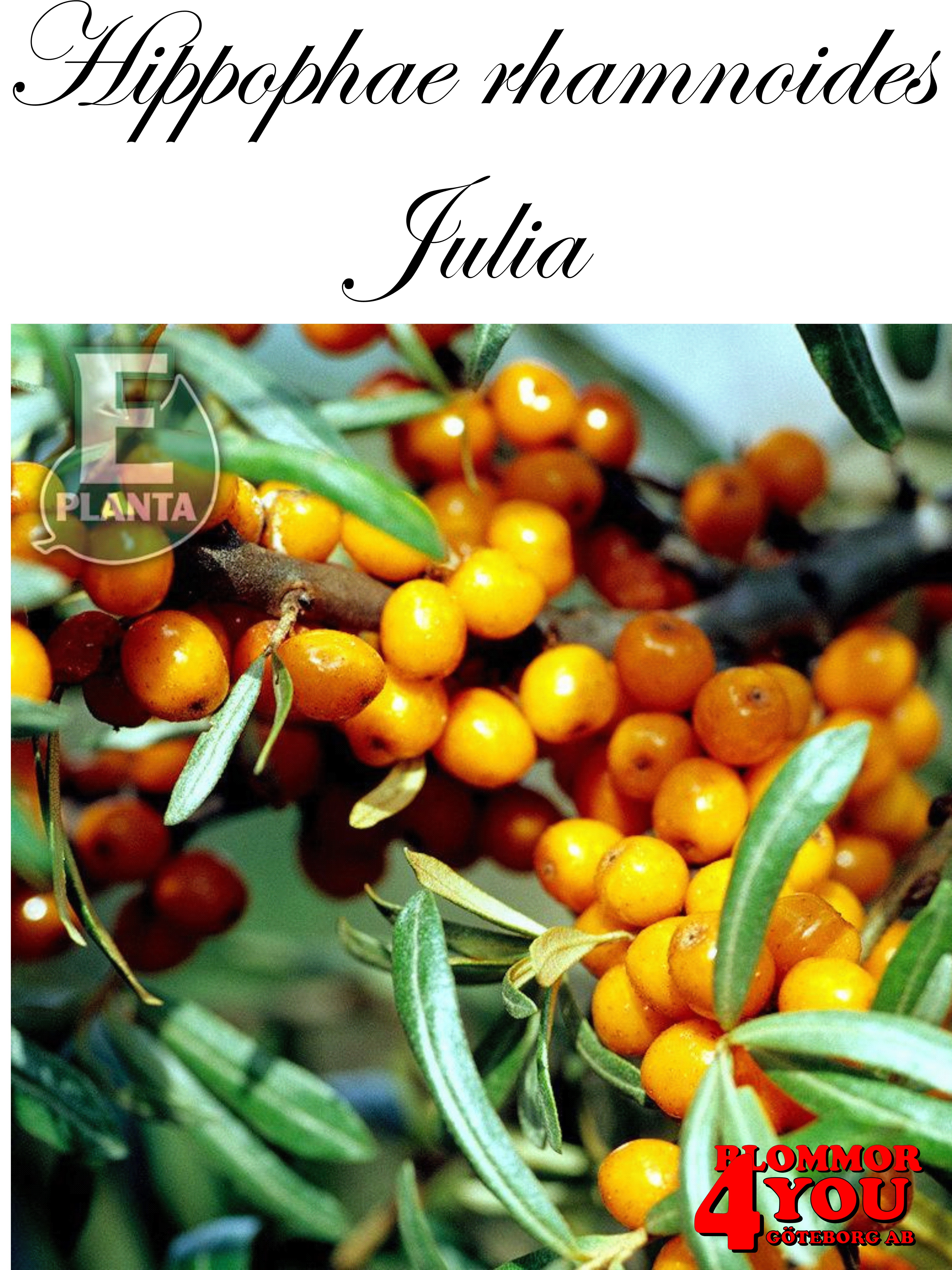 Hippophae rhamnoides Julia E   (EPS-cert)    Busk C3,5