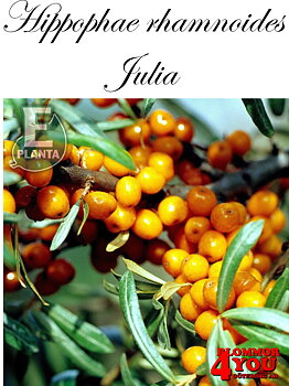 Hippophae rhamnoides Julia E   (EPS-cert)    Busk C3,5