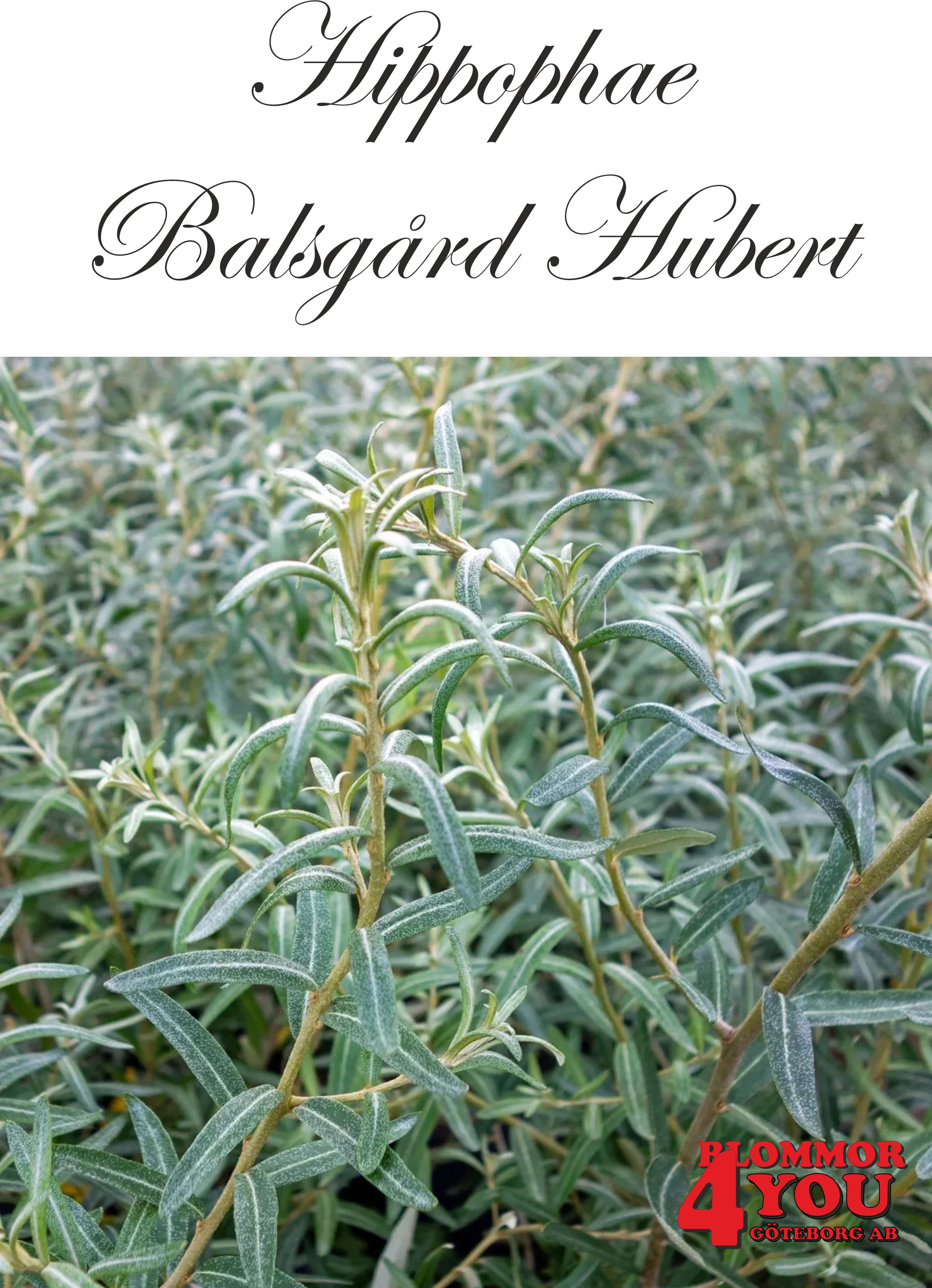 Hippophae BALSGÅRD®HUBERT SLUBGD2707 (EPS-cert) Busk C3,5