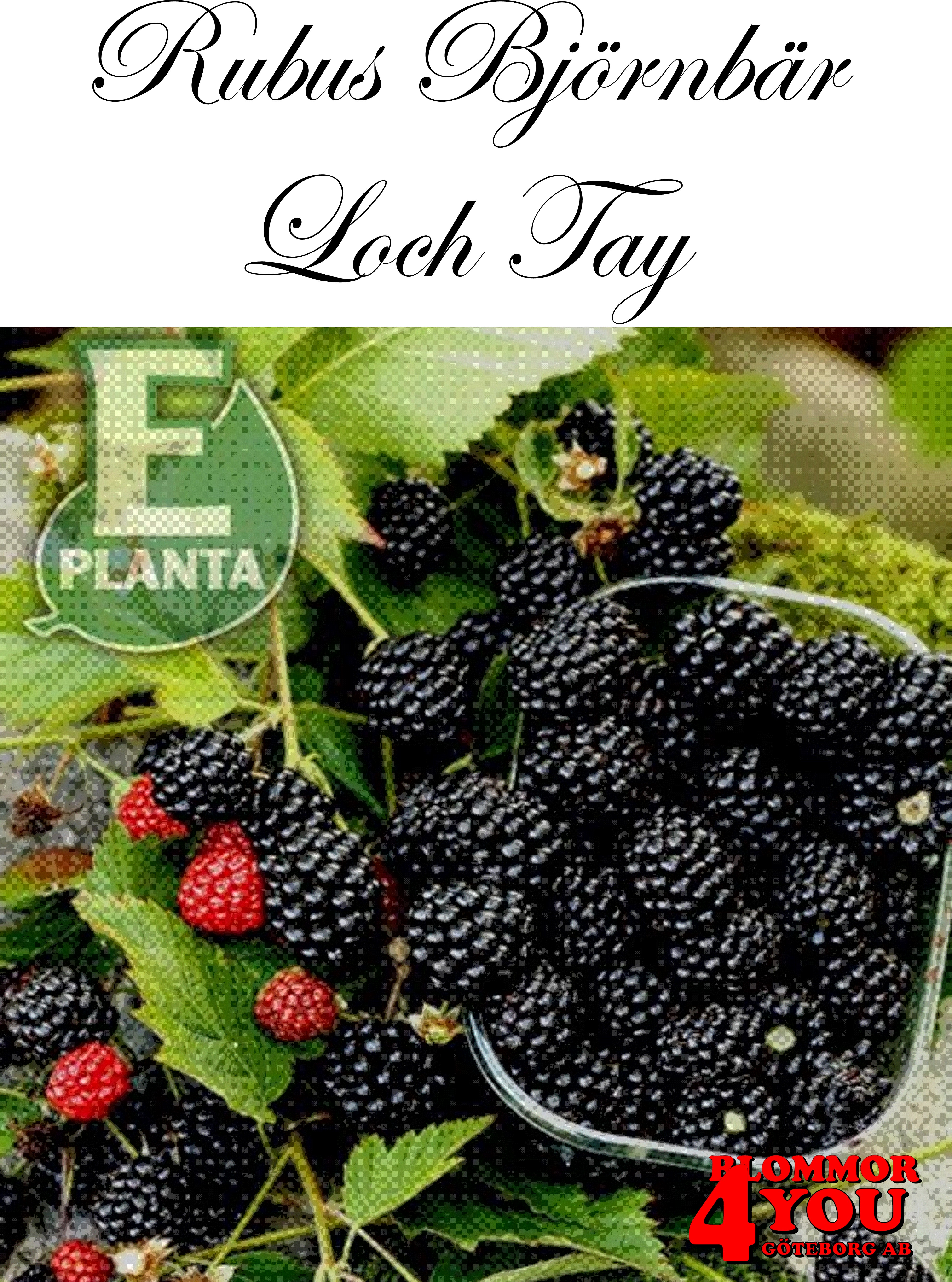 Rubus (Björnbär) Loch Tay* E   (cert)  A-kv C3,5