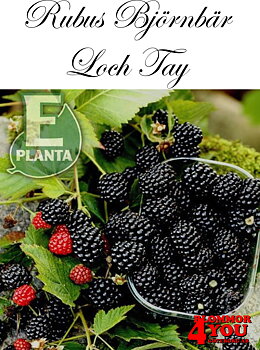Rubus (Björnbär) Loch Tay* E   (cert)  A-kv C3,5