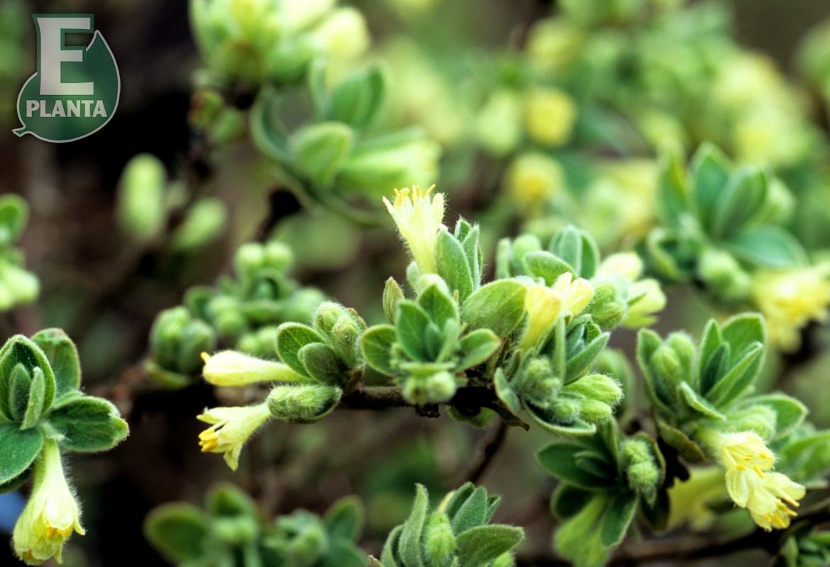 Lonicera cae. var. kamt. Anja® E (BLo D*)    Busk C2 - 2