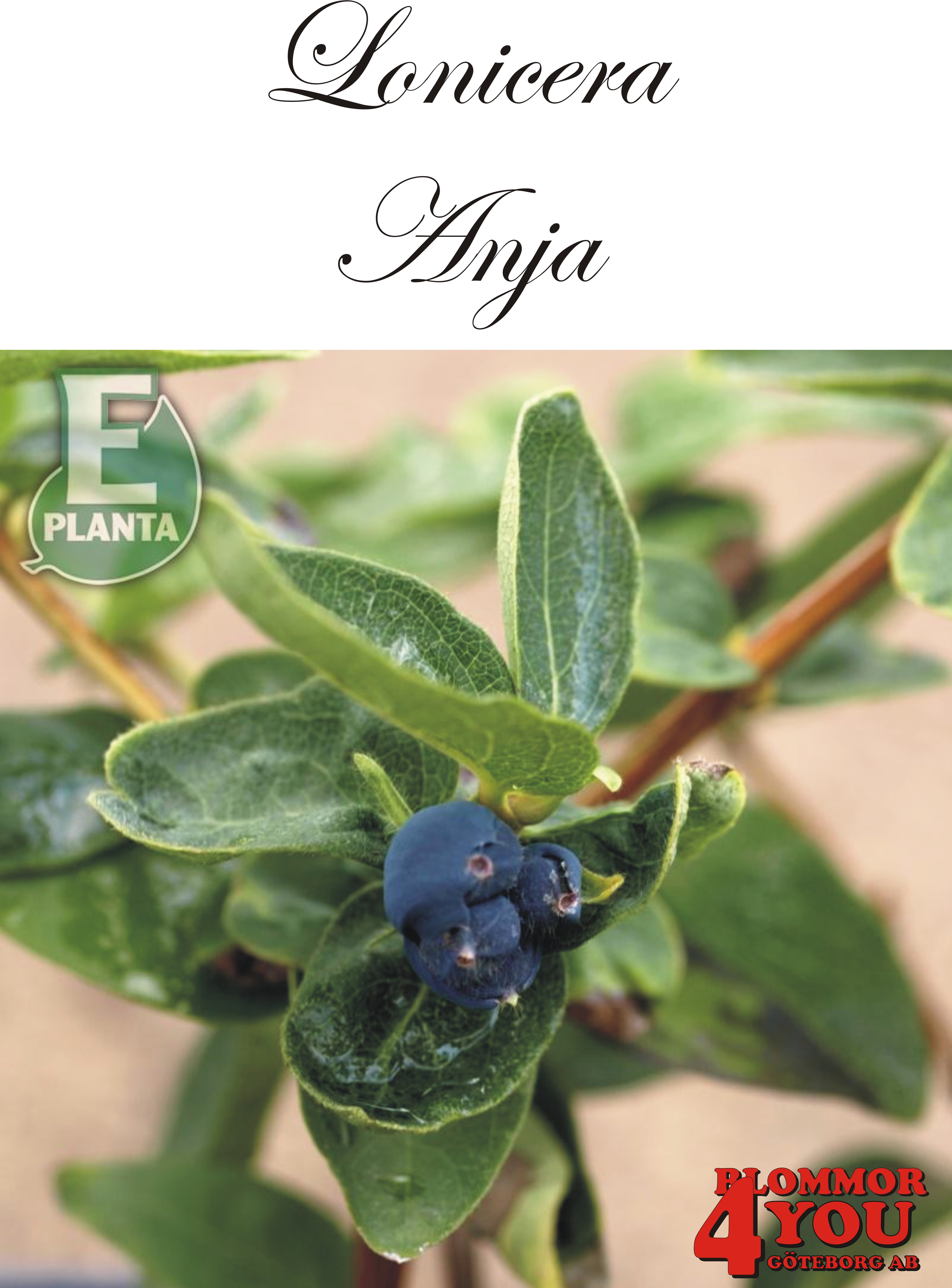 Lonicera cae. var. kamt. Anja® E (BLo D*)   Busk C3,5