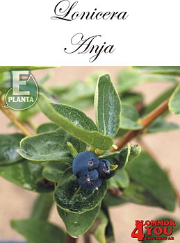 Lonicera cae. var. kamt. Anja® E (BLo D*)   Busk C3,5