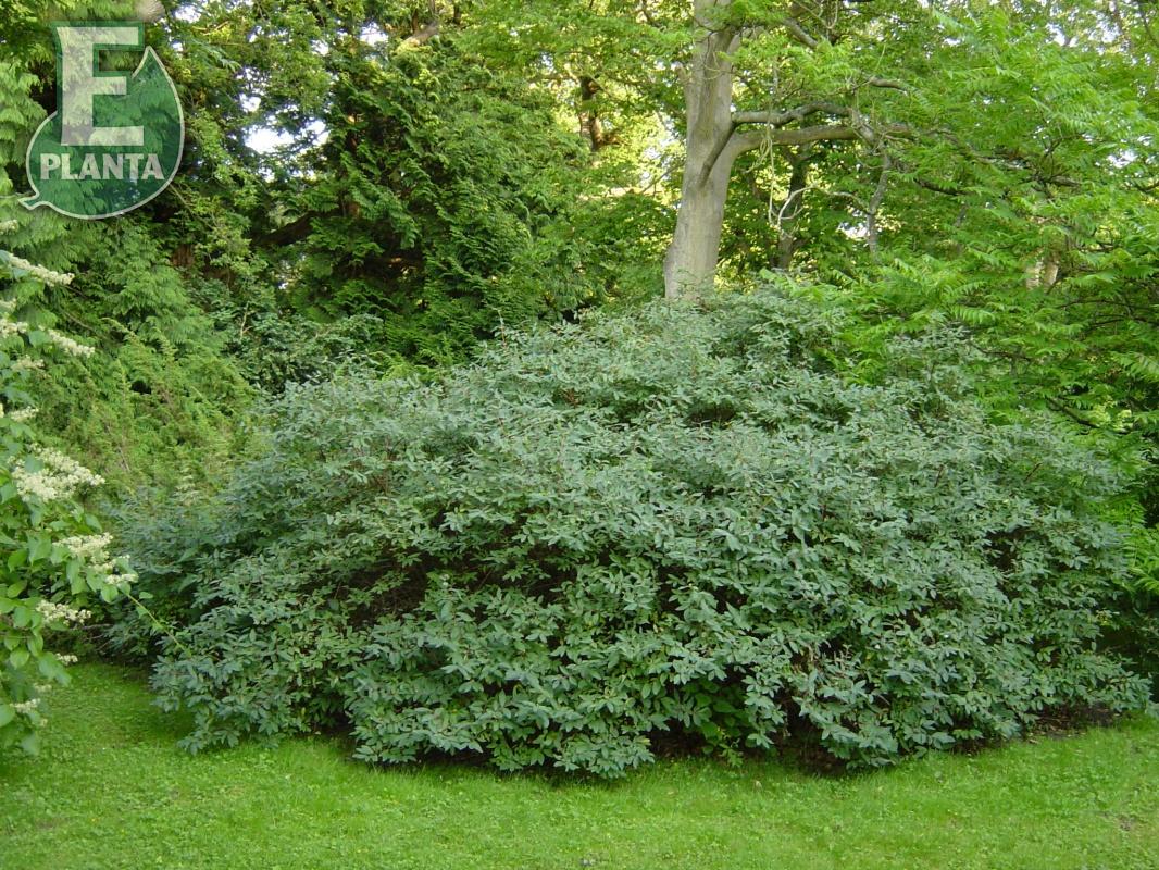 Lonicera caerulea Fk Falun E   Busk C3,5 - 3