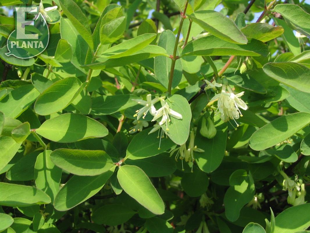 Lonicera caerulea Fk Falun E   Busk C3,5 - 2