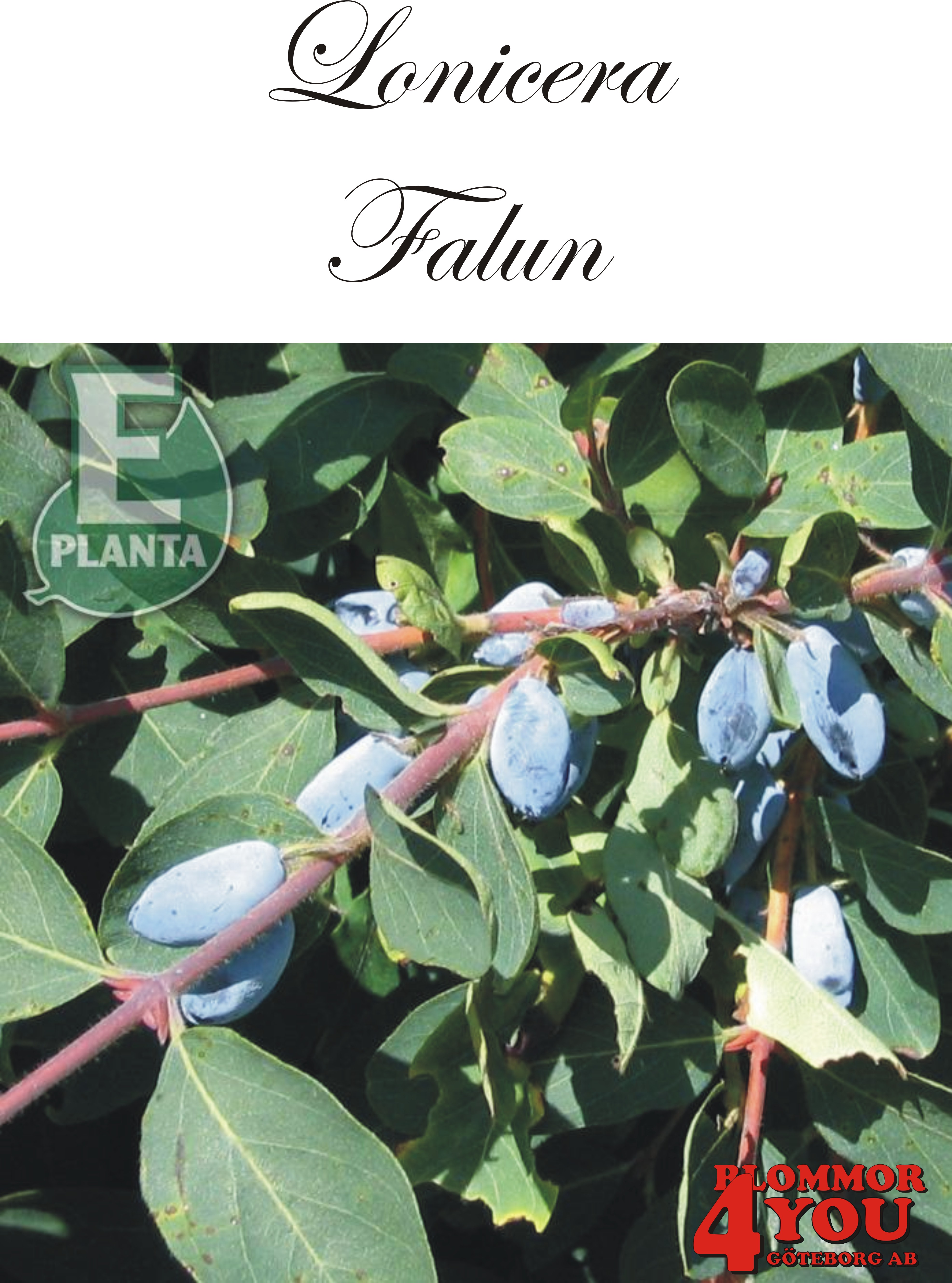 Lonicera caerulea Fk Falun E   Busk C3,5