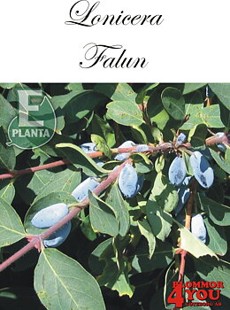 Lonicera caerulea Fk Falun E   Busk C3,5