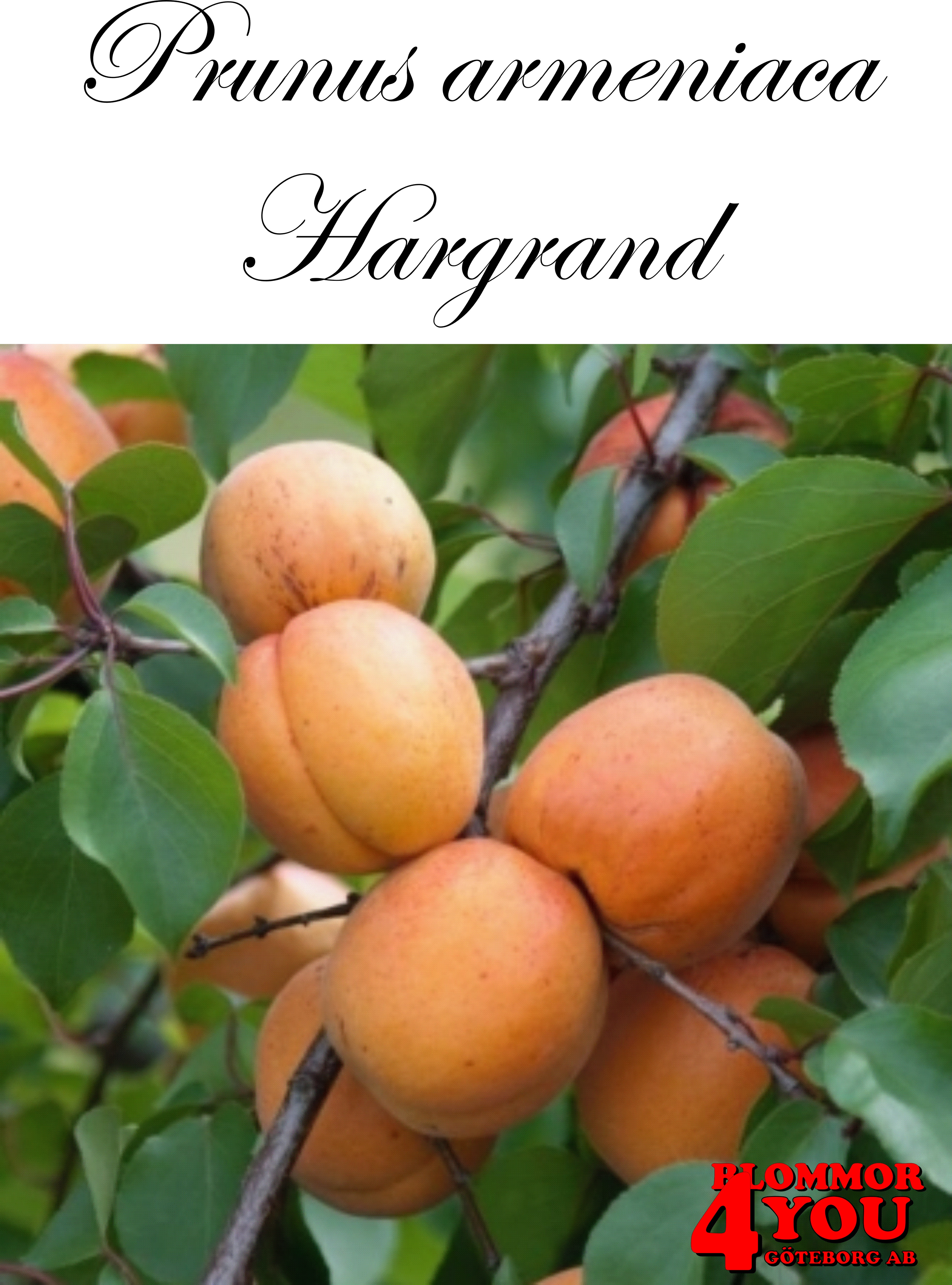 Prunus armeniaca Hargrand (CAC) St.JulA   Lågst 2-års A-kv Co