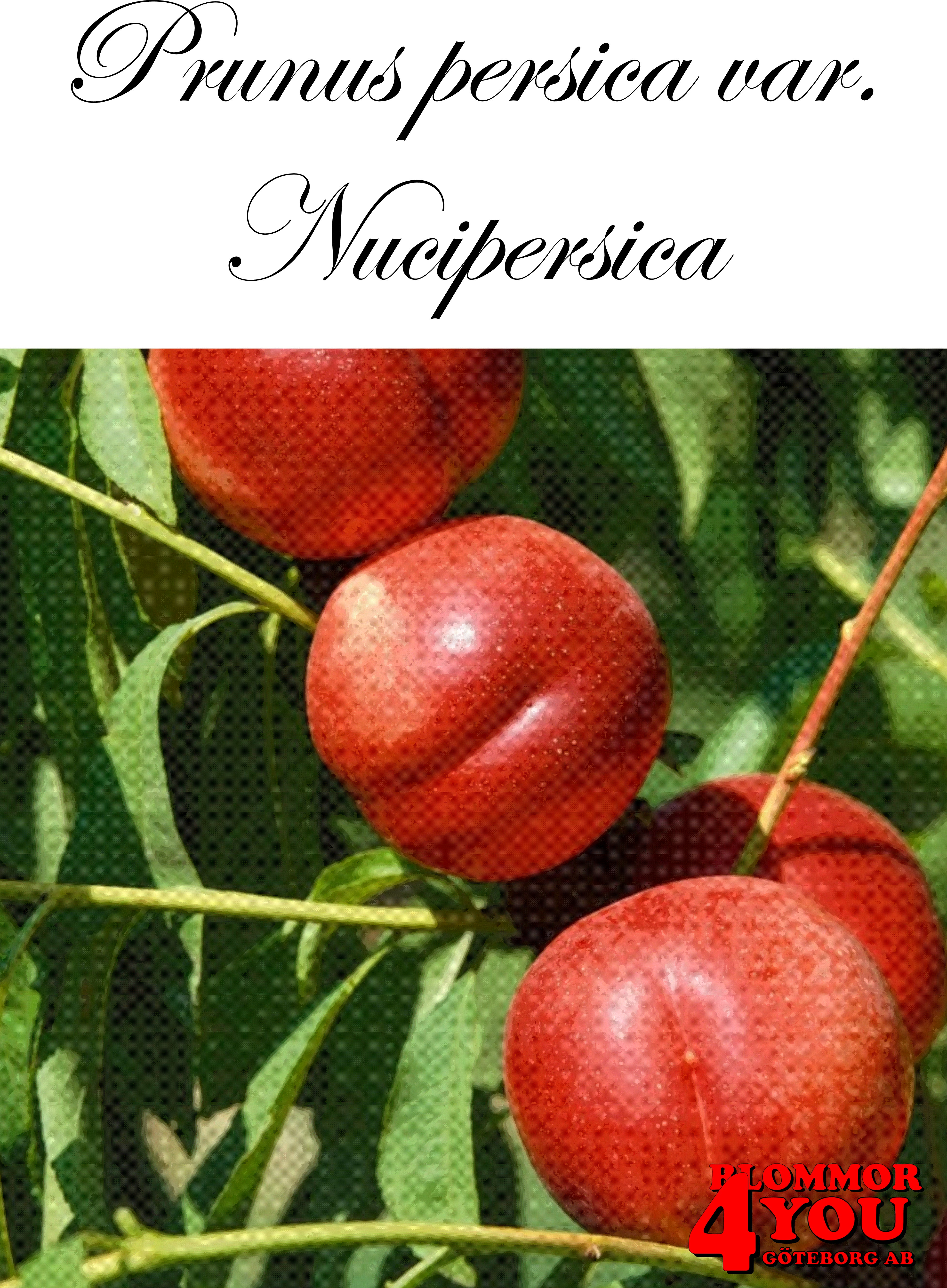 NEKTARIN  Prunus persica var. nucipersica Busk C5