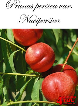 NEKTARIN  Prunus persica var. nucipersica Busk C5