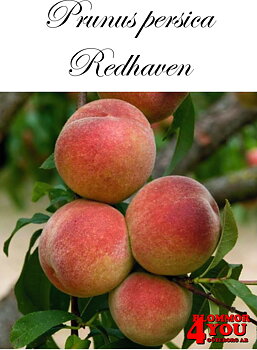Prunus persica Redhaven   (CAC) St.JulA  Lågst 2-års A-kv Co