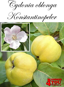 Kvitten  Cydonia oblonga Konstantinopeler Sh 80-90 Co