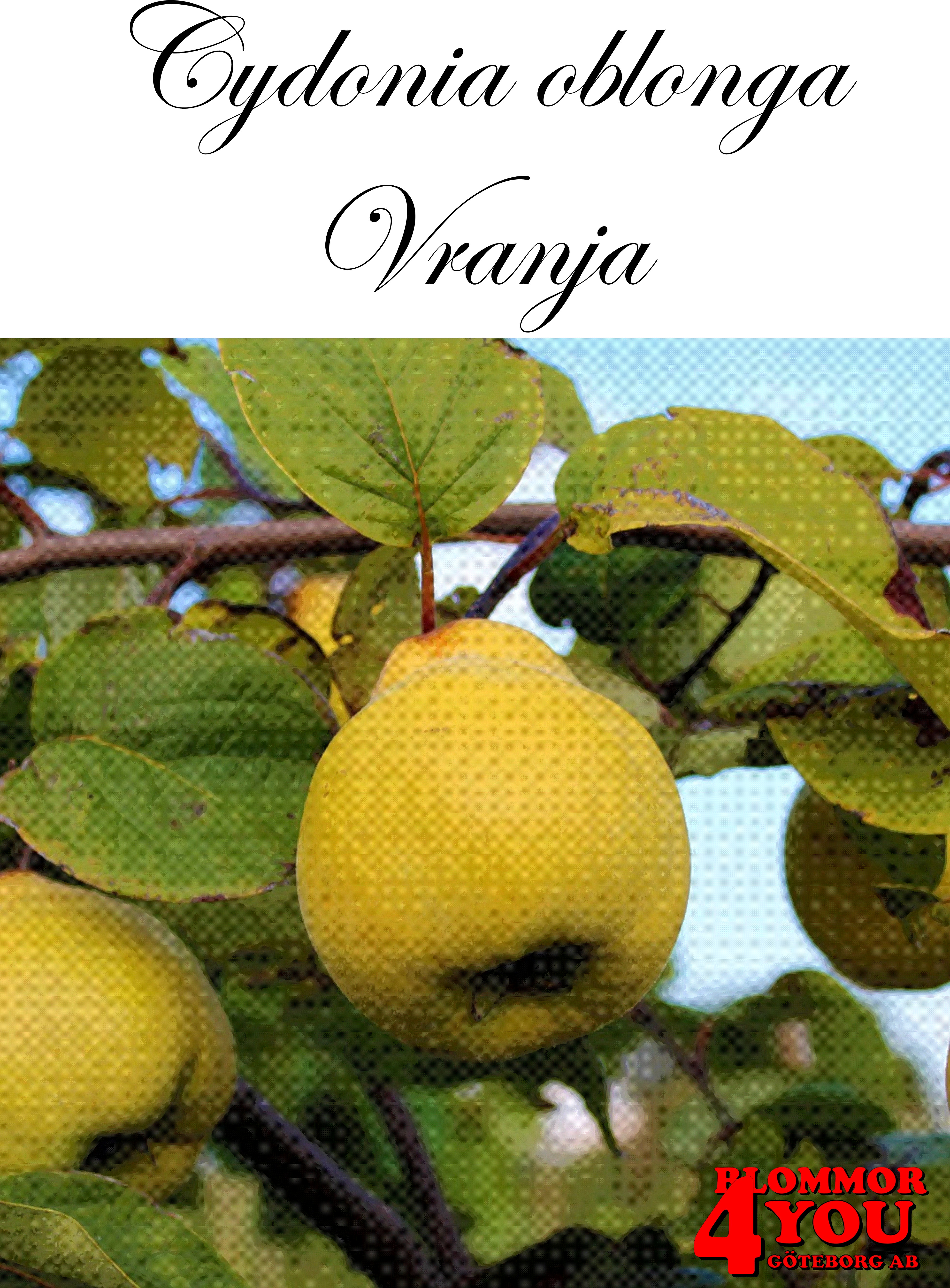 Kvitten  Cydonia oblonga Vranja Sh 80-90 Co