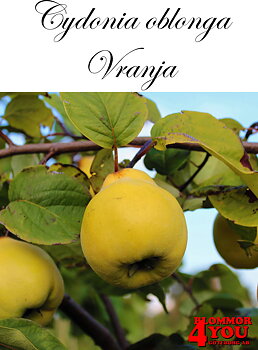 Kvitten  Cydonia oblonga Vranja Sh 80-90 Co