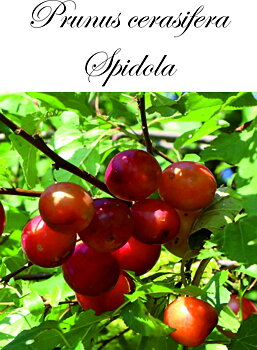Körsbärsplommonträd  Prunus cerasifera Spidola   (CAC) P.cer   Stam 2-års A-kv Co
