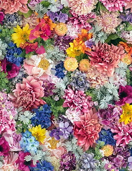Colorful Flowers