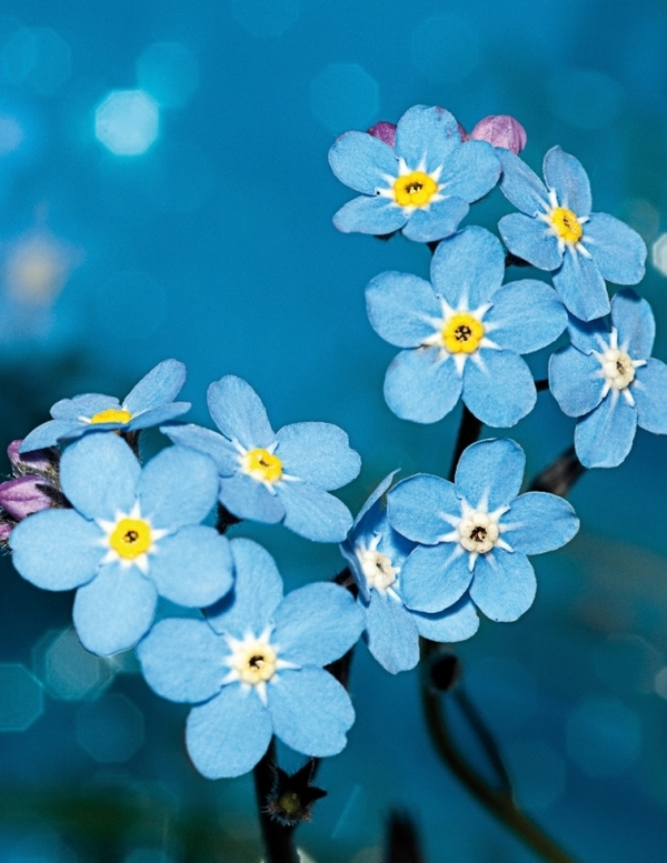 Wildflower