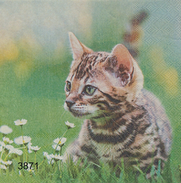 Katt i gröngräset