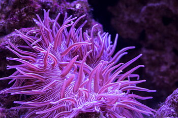 Macrodactyla doroneensis 