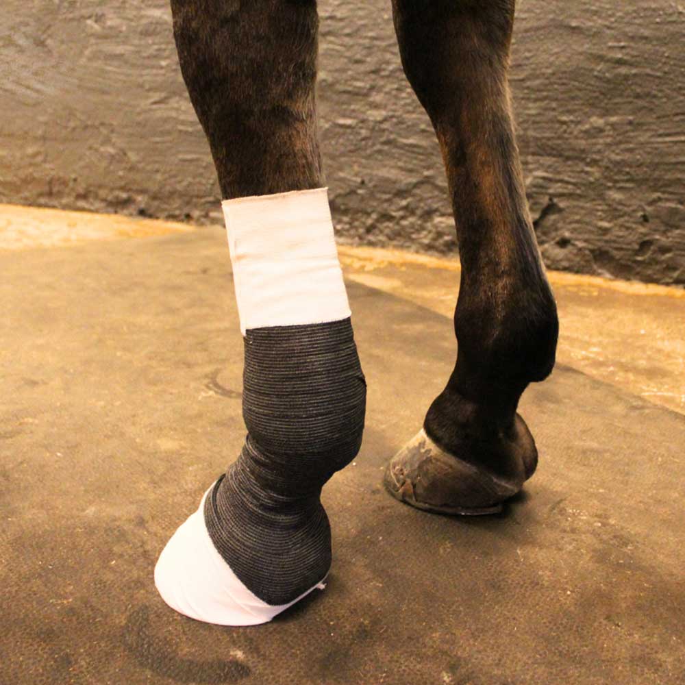 Pferdebein mit Maukeverband aus weißer Polsterwatte und dunkler Bandage.
