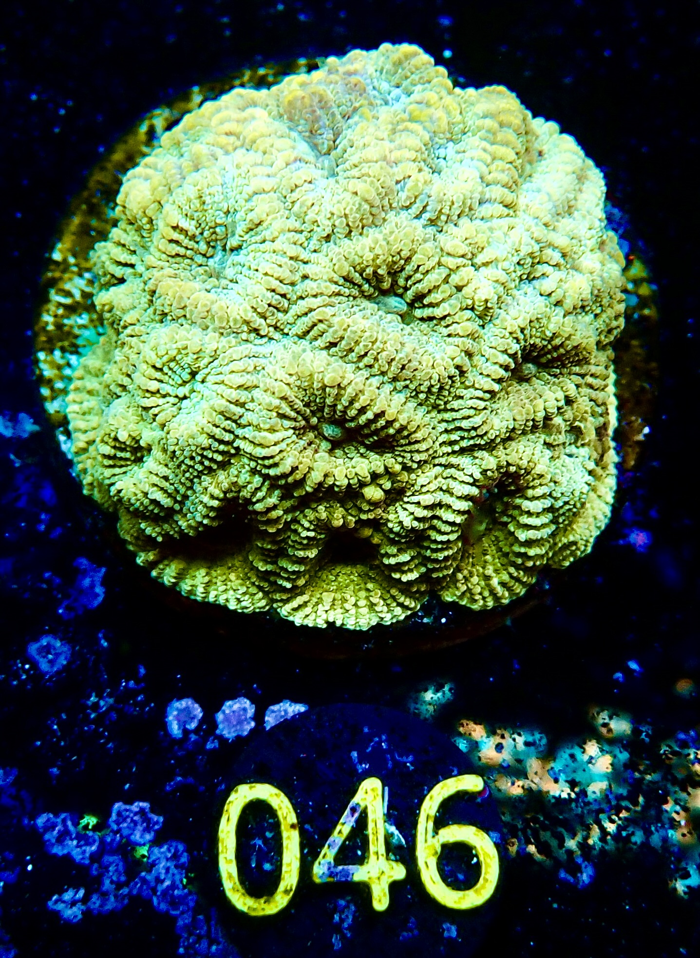 Favia spp Golden