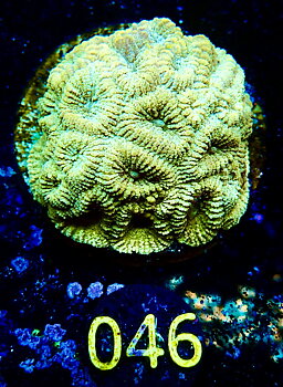 Favia spp Golden