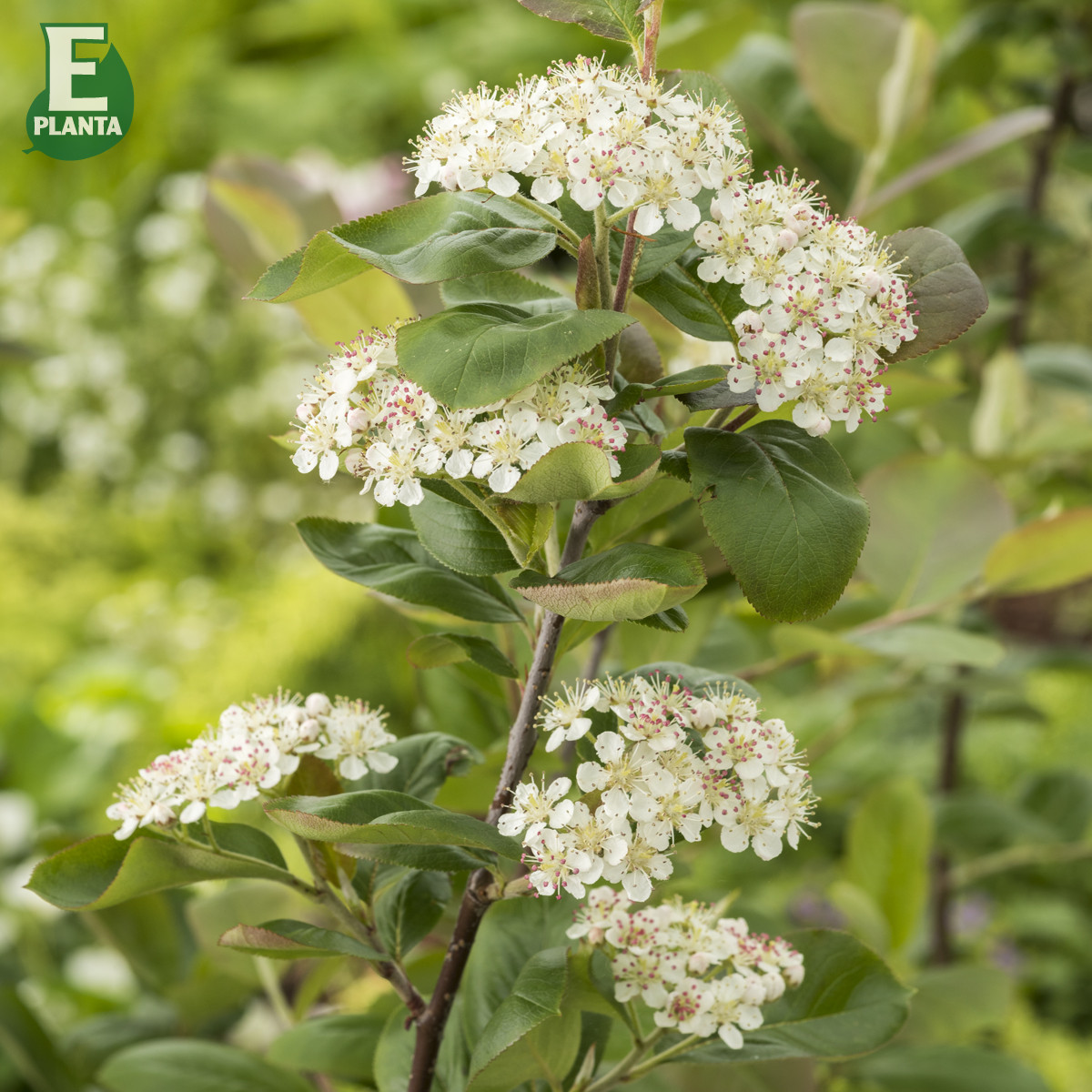 Aronia  prunifolia Fk Västeråker E Häck 1/1 30-50  cm