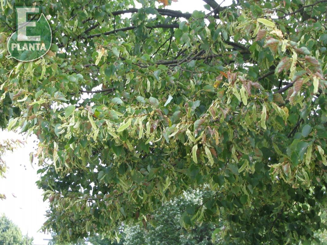 Tilia cordata Linn® E (´Elin´PBR) skogslind Linn® E  Utr 150-200 Co - 5