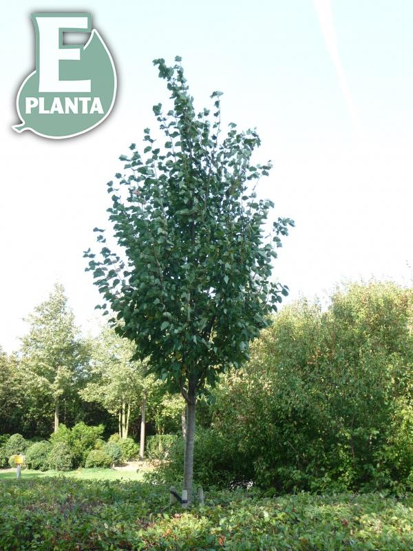 Tilia cordata Linn® E (´Elin´PBR) skogslind Linn® E  Utr 150-200 Co - 2