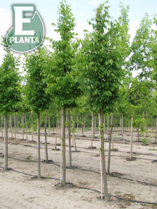 Tilia cordata Linn® E (´Elin´PBR) skogslind Linn® E  Utr 150-200 Co - 3