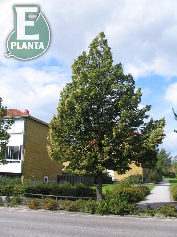 Tilia cordata Linn® E (´Elin´PBR) skogslind Linn® E  Utr 150-200 Co - 4