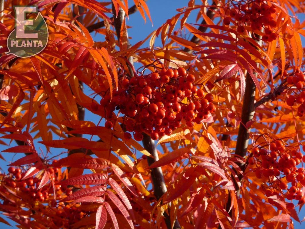 Ullungrönn - Sorbus ulleungensis Dodong’ E Dodong E  Utr 150-200 Co - 5
