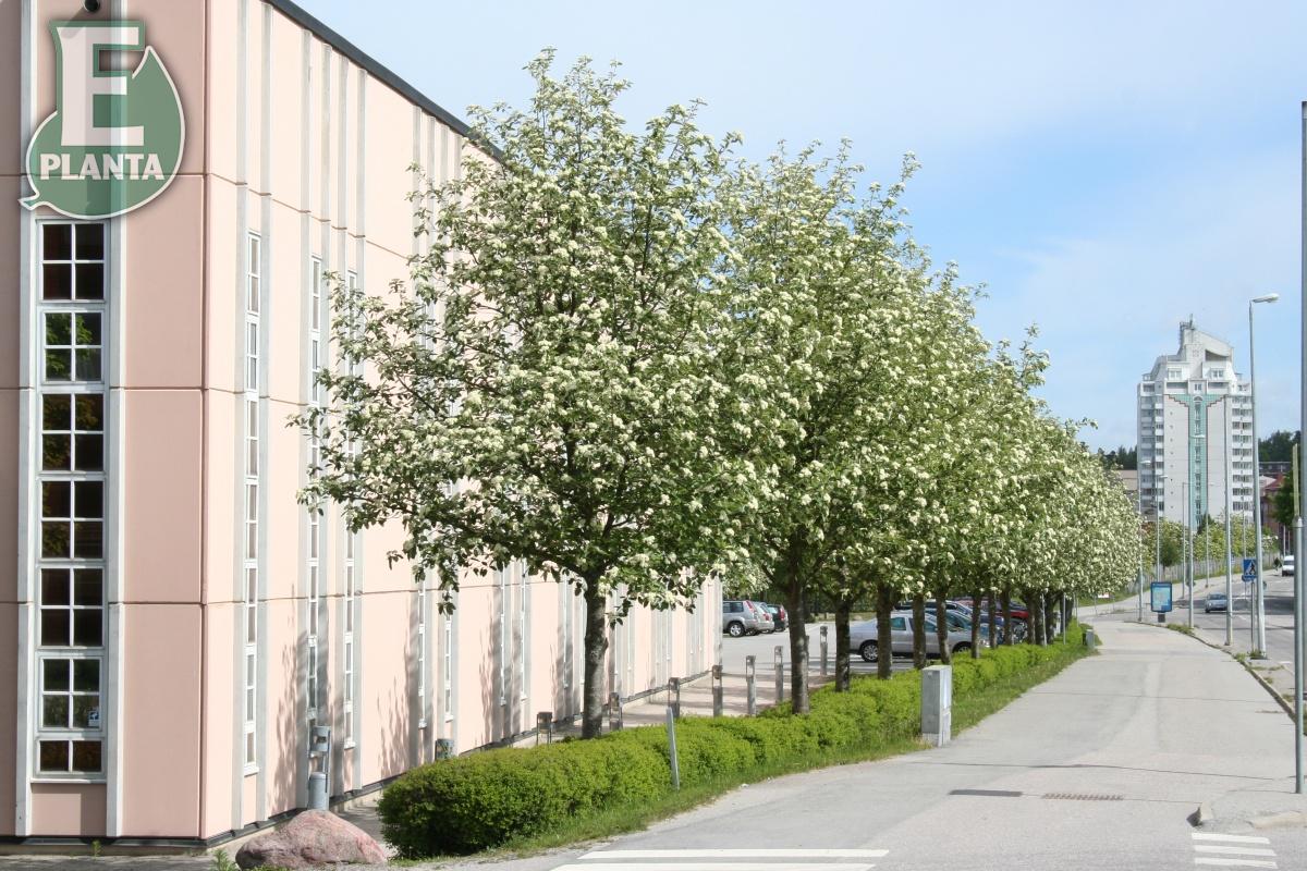 Sorbus intermedia E oxel E Utr 150-200 - 5