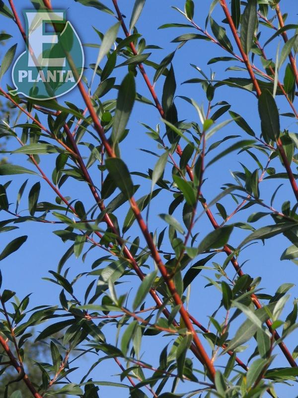 Salix alba var. chermesina 'Vinterglöd' E (syn. Salix x fragilis f. vitellina) korallpil 'Vinterglöd' E  Utr 200-250 Co - 2