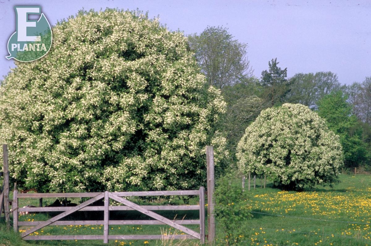 Prunus padus Fk Ultuna E hägg Fk Ultuna E  Utr 150-200 Co - 6